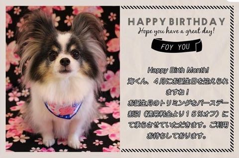 チワワトリミング文京区フントヒュッテ駒込犬歯垢歯石除去犬歯磨きゼオライトデンタルケア東京チワワ温泉画像チワワトリミング料金_55.jpg