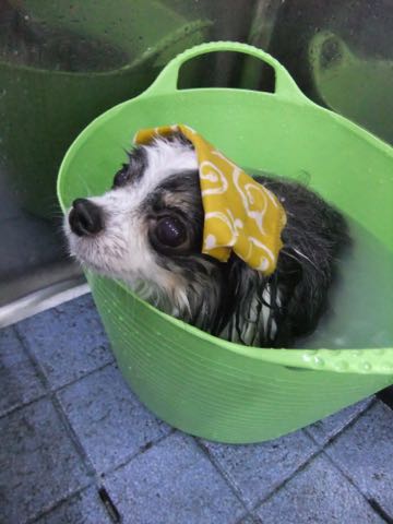 チワワトリミング文京区フントヒュッテ駒込犬歯垢歯石除去犬歯磨きゼオライトデンタルケア東京チワワ温泉画像チワワトリミング料金_56.jpg