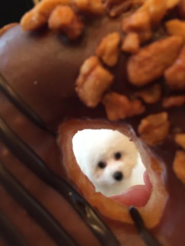 ビションフリーゼフントヒュッテこいぬ画像ビションフリーゼ子犬社会化性格血統チャンピオン犬東京ビションメス関東かわいいビションおとこのこ文京区出産情報ビション募集_504.jpg