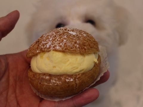 ビションフリーゼフントヒュッテこいぬ画像ビションフリーゼ子犬社会化性格血統チャンピオン犬東京ビションメス関東かわいいビションおとこのこ文京区出産情報ビション募集_550.jpg