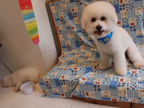 ビションフリーゼフントヒュッテこいぬ画像ビションフリーゼ子犬社会化性格血統チャンピオン犬東京ビションメス関東かわいいビションおとこのこ文京区出産情報ビション募集_578.jpg