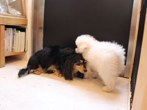ビションフリーゼフントヒュッテこいぬ画像ビションフリーゼ子犬社会化性格血統チャンピオン犬東京ビションメス関東かわいいビションおとこのこ文京区出産情報ビション募集_580.jpg