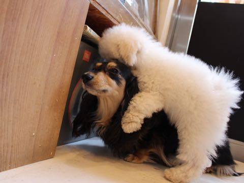 ビションフリーゼフントヒュッテこいぬ画像ビションフリーゼ子犬社会化性格血統チャンピオン犬東京ビションメス関東かわいいビションおとこのこ文京区出産情報ビション募集_581.jpg