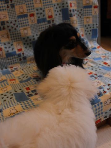 ビションフリーゼフントヒュッテこいぬ画像ビションフリーゼ子犬社会化性格血統チャンピオン犬東京ビションメス関東かわいいビションおとこのこ文京区出産情報ビション募集_582.jpg