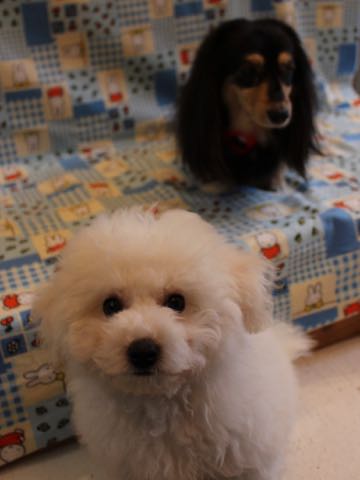 ビションフリーゼフントヒュッテこいぬ画像ビションフリーゼ子犬社会化性格血統チャンピオン犬東京ビションメス関東かわいいビションおとこのこ文京区出産情報ビション募集_584.jpg