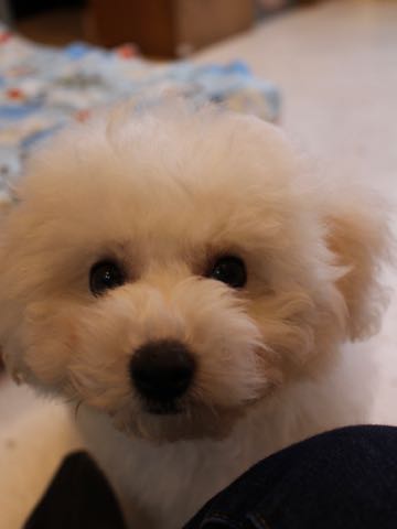 ビションフリーゼフントヒュッテこいぬ画像ビションフリーゼ子犬社会化性格血統チャンピオン犬東京ビションメス関東かわいいビションおとこのこ文京区出産情報ビション募集_586.jpg
