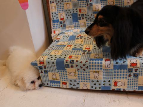 ビションフリーゼフントヒュッテこいぬ画像ビションフリーゼ子犬社会化性格血統チャンピオン犬東京ビションメス関東かわいいビションおとこのこ文京区出産情報ビション募集_587.jpg