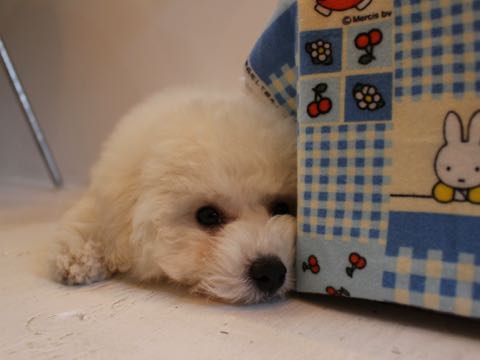 ビションフリーゼフントヒュッテこいぬ画像ビションフリーゼ子犬社会化性格血統チャンピオン犬東京ビションメス関東かわいいビションおとこのこ文京区出産情報ビション募集_588.jpg