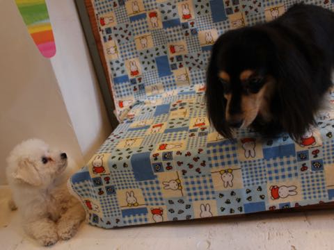 ビションフリーゼフントヒュッテこいぬ画像ビションフリーゼ子犬社会化性格血統チャンピオン犬東京ビションメス関東かわいいビションおとこのこ文京区出産情報ビション募集_589.jpg