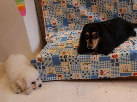 ビションフリーゼフントヒュッテこいぬ画像ビションフリーゼ子犬社会化性格血統チャンピオン犬東京ビションメス関東かわいいビションおとこのこ文京区出産情報ビション募集_591.jpg