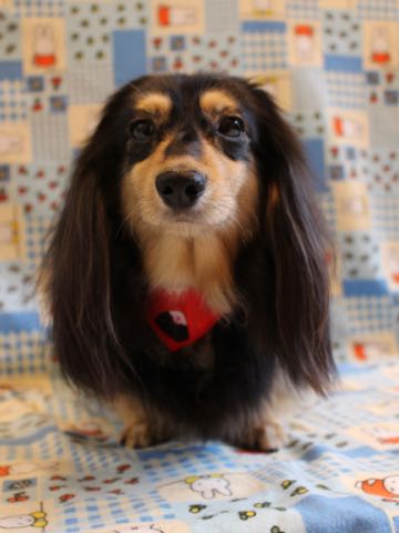ダックスペットホテル様子おさんぽ犬おあずかり文京区フントヒュッテ東京ダックストリミング画像都内ペットホテル駒込カニヘンダックスカニンヘンダックス_149.jpg