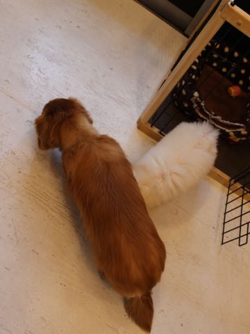 ビションフリーゼフントヒュッテこいぬ画像ビションフリーゼ子犬社会化性格血統チャンピオン犬東京ビションメス関東かわいいビションおとこのこ文京区出産情報ビション募集_592.jpg