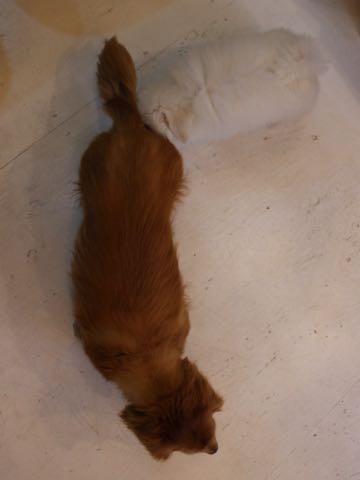 ビションフリーゼフントヒュッテこいぬ画像ビションフリーゼ子犬社会化性格血統チャンピオン犬東京ビションメス関東かわいいビションおとこのこ文京区出産情報ビション募集_593.jpg