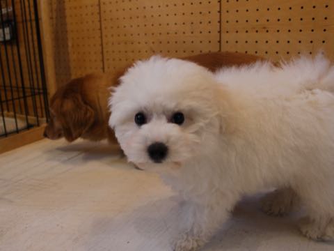 ビションフリーゼフントヒュッテこいぬ画像ビションフリーゼ子犬社会化性格血統チャンピオン犬東京ビションメス関東かわいいビションおとこのこ文京区出産情報ビション募集_594.jpg