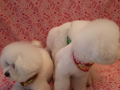 ビションフリーゼトリミング文京区ビションフリーゼカット画像フントヒュッテ駒込ビションフリーゼ出産頭数ビション親子犬多頭飼い東京_37.jpg