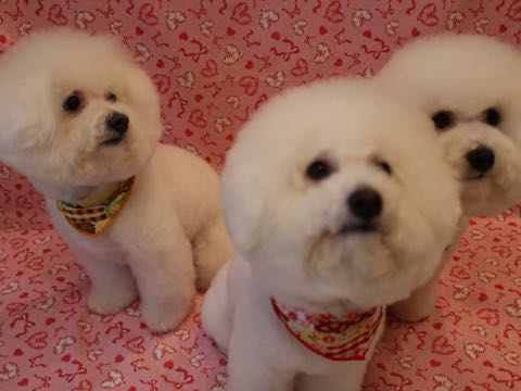 ビションフリーゼトリミング文京区ビションフリーゼカット画像フントヒュッテ駒込ビションフリーゼ出産頭数ビション親子犬多頭飼い東京_38.jpg