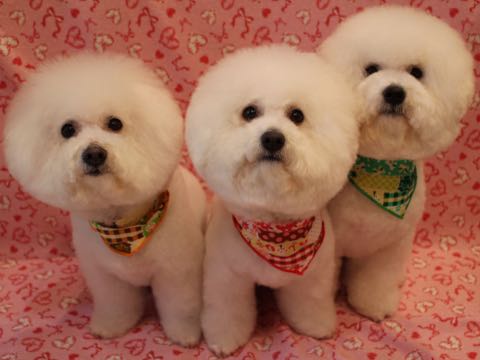 ビションフリーゼトリミング文京区ビションフリーゼカット画像フントヒュッテ駒込ビションフリーゼ出産頭数ビション親子犬多頭飼い東京_39.jpg