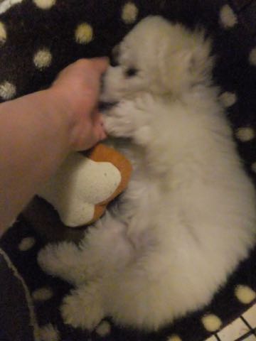 ビションフリーゼフントヒュッテこいぬ画像ビションフリーゼ子犬社会化性格血統チャンピオン犬東京ビションメス関東かわいいビションおとこのこ文京区出産情報ビション募集_726.jpg