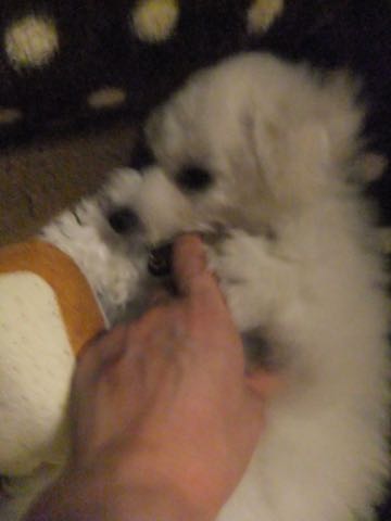 ビションフリーゼフントヒュッテこいぬ画像ビションフリーゼ子犬社会化性格血統チャンピオン犬東京ビションメス関東かわいいビションおとこのこ文京区出産情報ビション募集_727.jpg
