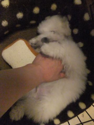 ビションフリーゼフントヒュッテこいぬ画像ビションフリーゼ子犬社会化性格血統チャンピオン犬東京ビションメス関東かわいいビションおとこのこ文京区出産情報ビション募集_728.jpg