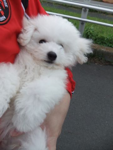 ビションフリーゼフントヒュッテこいぬ画像ビションフリーゼ子犬社会化性格血統チャンピオン犬東京ビションメス関東かわいいビションおとこのこ文京区出産情報ビション募集_734.jpg