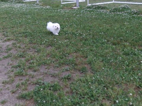 ビションフリーゼフントヒュッテこいぬ画像ビションフリーゼ子犬社会化性格血統チャンピオン犬東京ビションメス関東かわいいビションおとこのこ文京区出産情報ビション募集_735.jpg