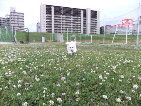 ビションフリーゼフントヒュッテこいぬ画像ビションフリーゼ子犬社会化性格血統チャンピオン犬東京ビションメス関東かわいいビションおとこのこ文京区出産情報ビション募集_736.jpg
