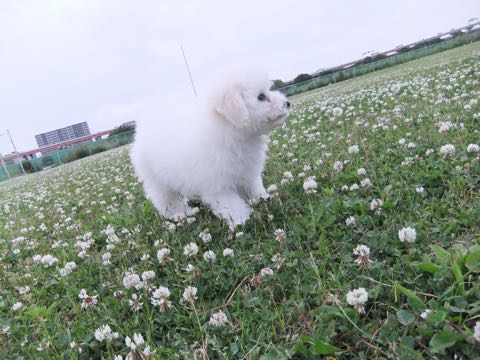 ビションフリーゼフントヒュッテこいぬ画像ビションフリーゼ子犬社会化性格血統チャンピオン犬東京ビションメス関東かわいいビションおとこのこ文京区出産情報ビション募集_738.jpg