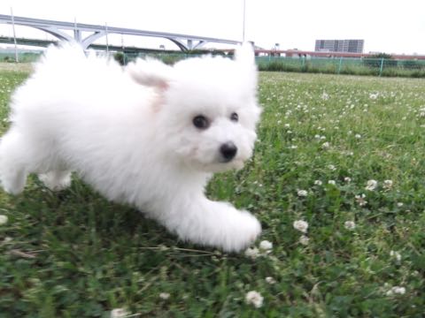 ビションフリーゼフントヒュッテこいぬ画像ビションフリーゼ子犬社会化性格血統チャンピオン犬東京ビションメス関東かわいいビションおとこのこ文京区出産情報ビション募集_739.jpg