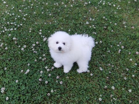 ビションフリーゼフントヒュッテこいぬ画像ビションフリーゼ子犬社会化性格血統チャンピオン犬東京ビションメス関東かわいいビションおとこのこ文京区出産情報ビション募集_740.jpg