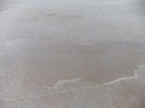 ビションフリーゼフントヒュッテこいぬ画像ビションフリーゼ子犬社会化性格血統チャンピオン犬東京ビションメス関東かわいいビションおとこのこ文京区出産情報ビション募集_744.jpg