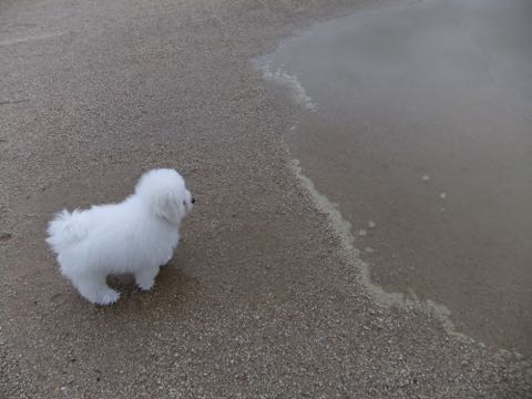 ビションフリーゼフントヒュッテこいぬ画像ビションフリーゼ子犬社会化性格血統チャンピオン犬東京ビションメス関東かわいいビションおとこのこ文京区出産情報ビション募集_745.jpg