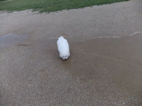 ビションフリーゼフントヒュッテこいぬ画像ビションフリーゼ子犬社会化性格血統チャンピオン犬東京ビションメス関東かわいいビションおとこのこ文京区出産情報ビション募集_746.jpg