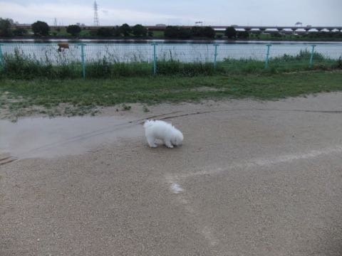 ビションフリーゼフントヒュッテこいぬ画像ビションフリーゼ子犬社会化性格血統チャンピオン犬東京ビションメス関東かわいいビションおとこのこ文京区出産情報ビション募集_750.jpg
