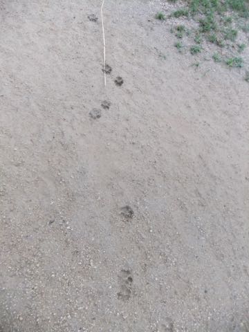 ビションフリーゼフントヒュッテこいぬ画像ビションフリーゼ子犬社会化性格血統チャンピオン犬東京ビションメス関東かわいいビションおとこのこ文京区出産情報ビション募集_751.jpg