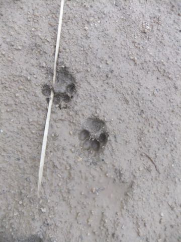 ビションフリーゼフントヒュッテこいぬ画像ビションフリーゼ子犬社会化性格血統チャンピオン犬東京ビションメス関東かわいいビションおとこのこ文京区出産情報ビション募集_752.jpg