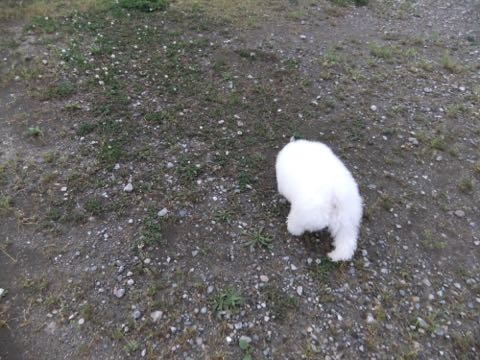 ビションフリーゼフントヒュッテこいぬ画像ビションフリーゼ子犬社会化性格血統チャンピオン犬東京ビションメス関東かわいいビションおとこのこ文京区出産情報ビション募集_755.jpg