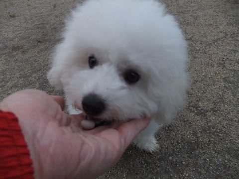 ビションフリーゼフントヒュッテこいぬ画像ビションフリーゼ子犬社会化性格血統チャンピオン犬東京ビションメス関東かわいいビションおとこのこ文京区出産情報ビション募集_756.jpg
