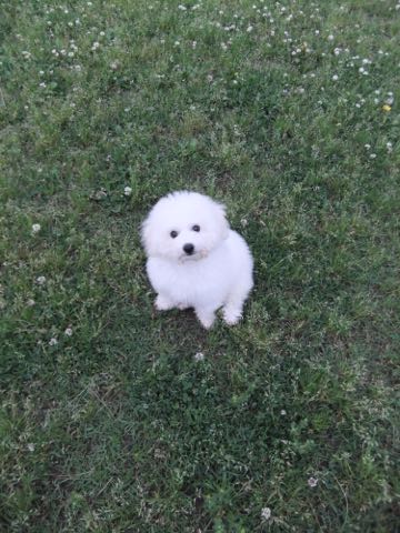 ビションフリーゼフントヒュッテこいぬ画像ビションフリーゼ子犬社会化性格血統チャンピオン犬東京ビションメス関東かわいいビションおとこのこ文京区出産情報ビション募集_757.jpg
