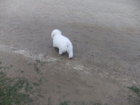 ビションフリーゼフントヒュッテこいぬ画像ビションフリーゼ子犬社会化性格血統チャンピオン犬東京ビションメス関東かわいいビションおとこのこ文京区出産情報ビション募集_760.jpg