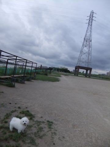 ビションフリーゼフントヒュッテこいぬ画像ビションフリーゼ子犬社会化性格血統チャンピオン犬東京ビションメス関東かわいいビションおとこのこ文京区出産情報ビション募集_763.jpg