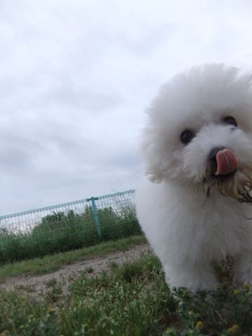 ビションフリーゼフントヒュッテこいぬ画像ビションフリーゼ子犬社会化性格血統チャンピオン犬東京ビションメス関東かわいいビションおとこのこ文京区出産情報ビション募集_764.jpg