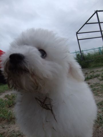 ビションフリーゼフントヒュッテこいぬ画像ビションフリーゼ子犬社会化性格血統チャンピオン犬東京ビションメス関東かわいいビションおとこのこ文京区出産情報ビション募集_765.jpg
