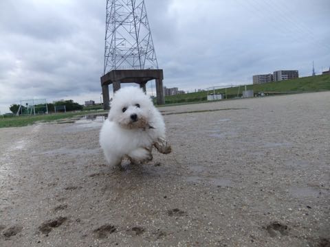 ビションフリーゼフントヒュッテこいぬ画像ビションフリーゼ子犬社会化性格血統チャンピオン犬東京ビションメス関東かわいいビションおとこのこ文京区出産情報ビション募集_768.jpg