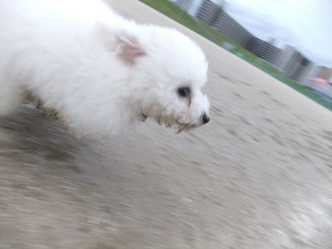 ビションフリーゼフントヒュッテこいぬ画像ビションフリーゼ子犬社会化性格血統チャンピオン犬東京ビションメス関東かわいいビションおとこのこ文京区出産情報ビション募集_769.jpg