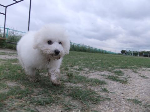 ビションフリーゼフントヒュッテこいぬ画像ビションフリーゼ子犬社会化性格血統チャンピオン犬東京ビションメス関東かわいいビションおとこのこ文京区出産情報ビション募集_770.jpg