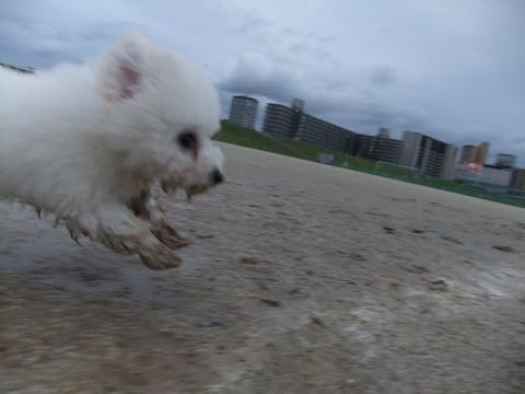 ビションフリーゼフントヒュッテこいぬ画像ビションフリーゼ子犬社会化性格血統チャンピオン犬東京ビションメス関東かわいいビションおとこのこ文京区出産情報ビション募集_771.jpg