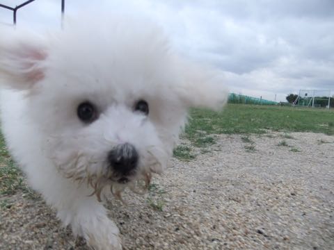 ビションフリーゼフントヒュッテこいぬ画像ビションフリーゼ子犬社会化性格血統チャンピオン犬東京ビションメス関東かわいいビションおとこのこ文京区出産情報ビション募集_772.jpg