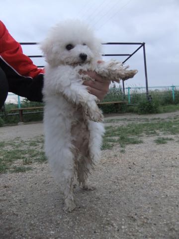 ビションフリーゼフントヒュッテこいぬ画像ビションフリーゼ子犬社会化性格血統チャンピオン犬東京ビションメス関東かわいいビションおとこのこ文京区出産情報ビション募集_773.jpg