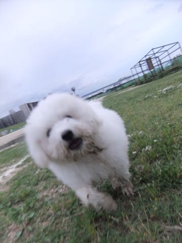 ビションフリーゼフントヒュッテこいぬ画像ビションフリーゼ子犬社会化性格血統チャンピオン犬東京ビションメス関東かわいいビションおとこのこ文京区出産情報ビション募集_775.jpg